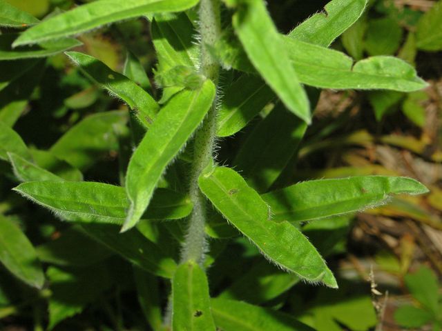 Echium vulgare